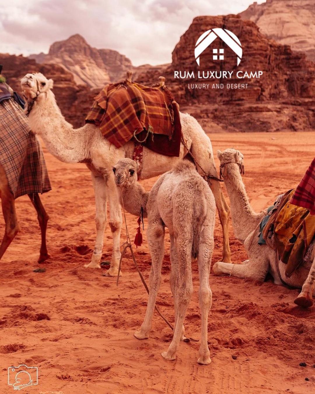 Rum Luxury Camp Wadi Rum Ngoại thất bức ảnh